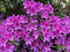Rhododendron × pulchrum