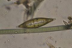 Craticula cuspidata