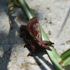 Euclea mesoamericana