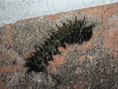 Hemileuca maia
