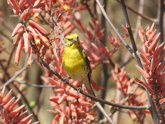Crithagra dorsostriata