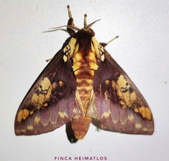 Citheronia phoronea