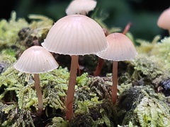 Mycena mariae