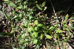 Persoonia confertiflora
