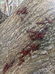 Pyrrhocoris apterus
