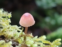 Mycena mariae