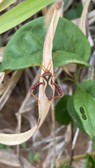 Crinocerus sanctus