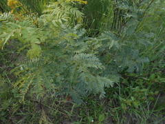 Albizia inundata