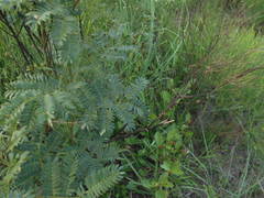Albizia inundata