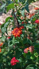 Danaus plexippus