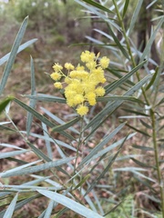 Acacia mucronata