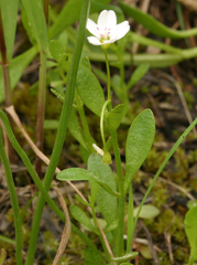 Montia chamissoi