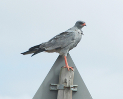 Melierax canorus canorus