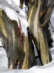 Eucalyptus pauciflora niphophila