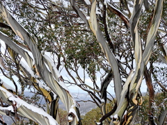 Eucalyptus pauciflora niphophila