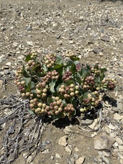 Asclepias cryptoceras davisii