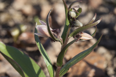 Fritillaria stenanthera