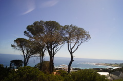 Pinus pinea