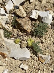 Cymopterus glomeratus greeleyorum