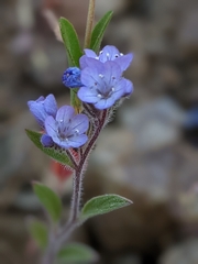Phacelia breweri
