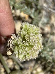 Cymopterus glomeratus greeleyorum