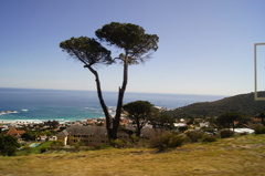 Pinus pinea