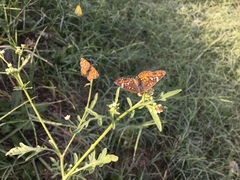 Phyciodes phaon phaon