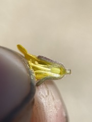 Phacelia lutea