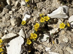 Phacelia lutea