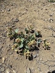 Asclepias cryptoceras davisii