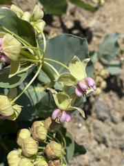 Asclepias cryptoceras davisii