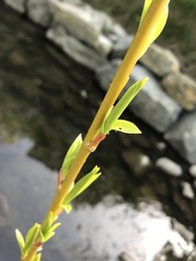 Salix × fragilis vitellina