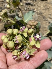 Asclepias cryptoceras davisii