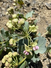 Asclepias cryptoceras davisii