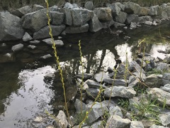 Salix × fragilis vitellina