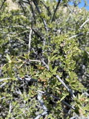 Peraphyllum ramosissimum