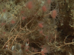 Ectopleura marina