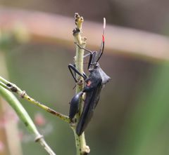 Anoplocnemis curvipes