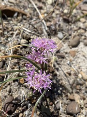 Allium anceps