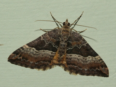 Chrysolarentia lucidulata