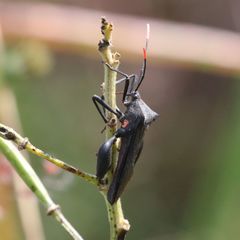 Anoplocnemis curvipes