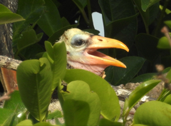 Mycteria americana image