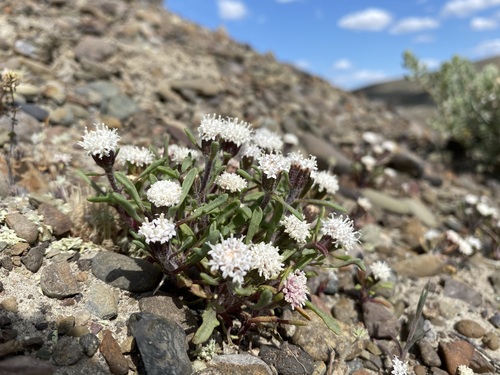 Chaenactis cusickii