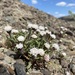 Chaenactis cusickii - Photo (c) Matt Berger, algunos derechos reservados (CC BY), subido por Matt Berger