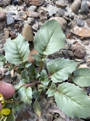 Chylismia scapoidea