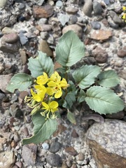Chylismia scapoidea