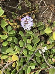 Veronica chathamica