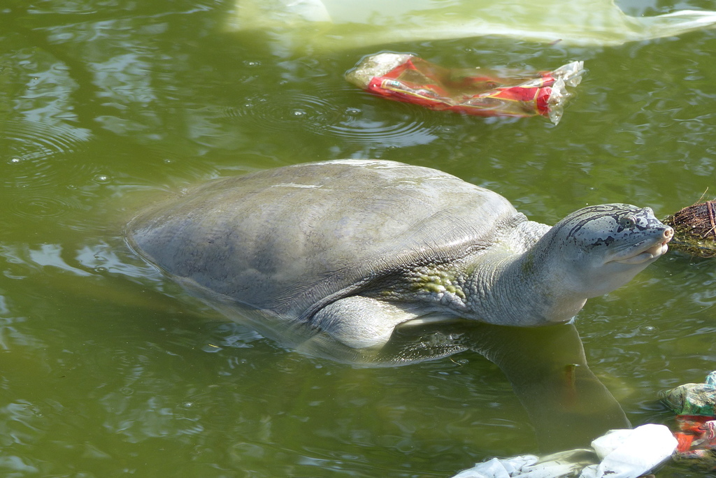 Indian Softshell Turtle