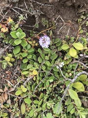 Veronica chathamica