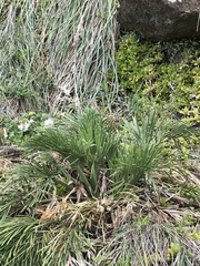 Aciphylla traversii